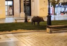 Θεσσαλονίκη: Αγριογούρουνο βγήκε για βόλτα στην Αριστοτέλους