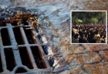 Σοκ στο ΑΠΘ: Νεαρή που συμμετείχε σε πάρτι έπεσε σε φρεάτιο και έμεινε λιπόθυμη για ώρα