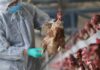 Νέο σοκ: Καταγράφηκε το πρώτο κρούσμα του ιού H5N6 της γρίπης των πουλερικών σε άνθρωπο