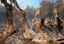 Φωτιά στην Εύβοια: Στάχτη ελιά… 2500 χρόνων
