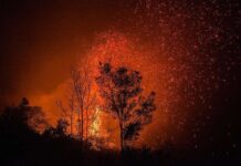Greenpeace – Μύθοι και αλήθειες για τις πυρκαγιές του 2021
