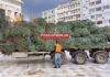Έφτασε στον Πειραιά το ψηλότερο χριστουγεννιάτικο δέντρο της Ελλάδας! (φωτο)