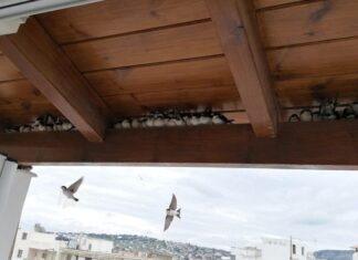 Ποινικό αδίκημα η καταστροφή φωλιών και η θανάτωση χελιδονιών