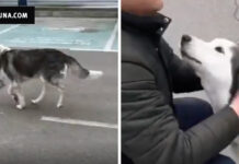 Ουκρανία: Δείτε τη στιγμή που ένας χαμένος μέρες σκύλος βρίσκει και πάλι τον άνθρωπό του