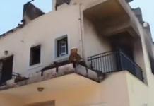 Φωτιά στην Πεντέλη: Κάηκε το σπίτι της Ελένης Γερασιμίδου στην Παλλήνη