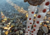 Τρόμαξαν οι λουόμενοι με αυτό που εντόπισαν σε παραλία της Πάτρας