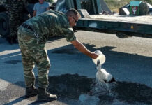 Όσο υπάρχουν άνθρωποι: Αρχιλοχίας δροσίζει πελαργό με εγκαύματα στα πόδια από την πυρκαγιά