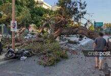 Ηράκλειο: Το τραγικό παιχνίδι της μοίρας για τον 51χρονο που καταπλακώθηκε από δέντρο