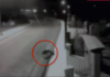 Σκληρό βίντεο : Λύκος επιτίθεται και τρώει σκύλο σε χωριό της Θεσσαλονίκης