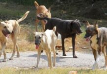 Φρίκη στα Άνω Λιόσια: Αγέλη σκύλων κατασπάραξε 68χρονη μέχρι θανάτου