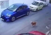 Κρήτη – Σοκαριστικό βίντεο: Πάτησε το σκύλο στην ψύχρα – Πρόστιμο 40.000 ευρώ!