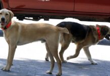 Πρόστιμο 30.000 ευρώ σε κάτοικο του Λαγκαδά γιατί σκότωσε αδέσποτο σκύλο που του επιτέθηκε