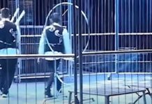 Τρόμος σε τσίρκο στην Κίνα: Λιοντάρια βγήκαν από το κλουβί κατά τη διάρκεια της παράστασης – Δείτε βίντεο
