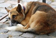 Κτηνωδία στα Φιλιατρά (βίντεο): Κpέμασε τον σκύλο σε δέντρο και χόρευε γύρω του μετά τον θάνατό του