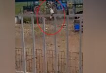Θεσσαλονίκη: Σκληρό βίντεο – Άνδρας χτυπάει με μανία σκυλί