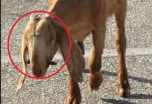 ΦΡΙΚΗ: Έδεσε τα στόματα κατσικιών για να μην θηλάζουν!