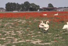 Βίντεο με κύκνους εθισμένους στις παπαρούνες – Τις τρώνε, ζαλίζονται και τρεκλίζουν Σε βίντεο φαίνεται ότι κά