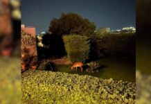 SOS για τα ελάφια στη Ρόδο – Βγήκαν στις αυλές σπιτιών και ψάχνουν για φαγητό