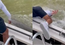 Βίντεο-σοκ με καρχαρία να αρπάζει ανεγκέφαλο ψαρά: «Για δύο δευτερόλεπτα δεν θα γίνει τίποτα»!