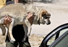 Φωτιά-Λαγονήσι: «Αυτή τη στιγμή θέλω να πεθάνω» – Η ανάρτηση της υπεύθυνης του καταφυγίου ζώων που κάηκε