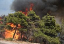 Νέα μεγάλη αναζωπύρωση στην Κάρυστο, πλησιάζουν οικισμούς οι φλόγες – Εκκενώνεται το χωριό Πλατανιστός