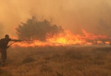 Ο πρώτος τραγικός απολογισμός στην Ρόδο: Συνολικά 50.000 ελαιόδεντρα και 2.500 ζώα «χάθηκαν» στην φωτιά