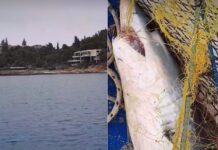 Συναγερμός για επικίνδυνο καρχαρία σε πασίγνωστη παραλία στο Ναύπλιο – Τι αναφέρει το Λιμενικό (βίντεο)