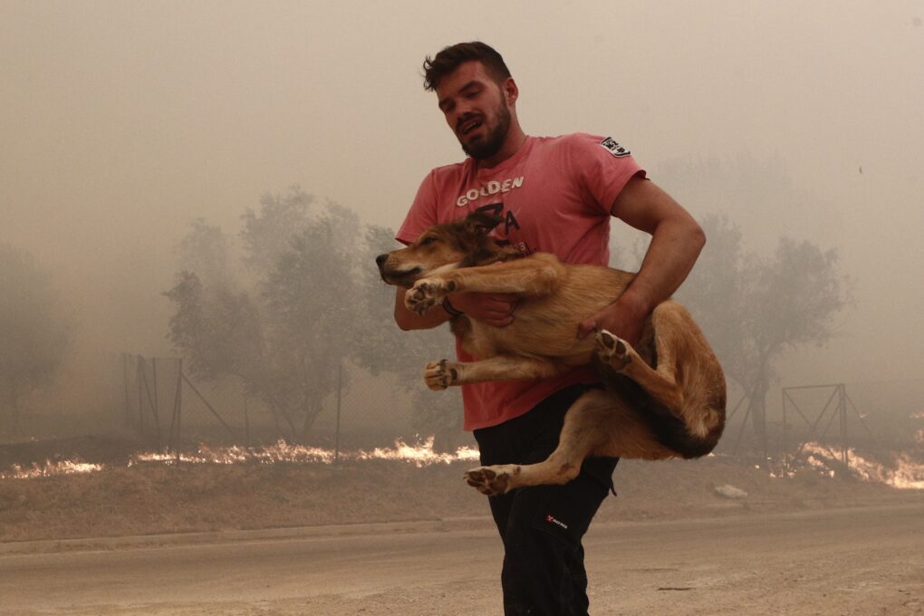 Φωτιά στην Πάρνηθα: Αυτός είναι ο ατρόμητος Λεωνίδας που έσωσε ζώα από τις φλόγες - Γιατί ξέσπασε η έγκυος γυναίκα του