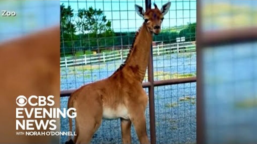 Tennessee zoo welcomes rare spotless giraffe