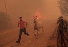 Δεν έχει τέλος η καταστροφή: Κάτοικος σώζει ζώα από το πύρινο μέτωπο!