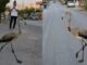 Πρωτοφανές: Φλαμίνγκο «κόβει βόλτες» στους δρόμους της Σαλαμίνας (φωτο)
