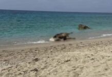 Σοκ: Η θάλασσα ξέβρασε νεκρές αγελάδες!