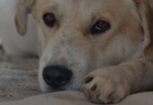 Σοκαριστικό βίντεο: Παράτησαν για ώρες σκύλο μέσα σε αμάξι – Περαστικοί έσπασαν το τζάμι για να τον σώσουν