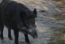Τροχαίο ατύχημα με …αγριογούρουνο