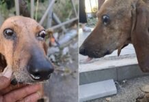 Αδιανόητη κτηνωδία: Έδεσαν τυφλό κυνηγόσκυλο και το πέταξαν σε ποτάμι