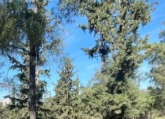 Θρίλερ στου Ζωγράφου: Σε νεαρό φοιτητή ανήκει η σορός που βρέθηκε στην Πανεπιστημιούπολη