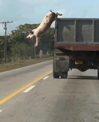 Why Look at Animals? Μια ομαδική έκθεση από εξήντα καλλιτέχνες στο ΕΜΣΤ
