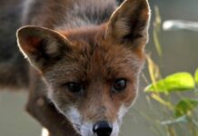 Γλυφάδα: Αλεπού κυκλοφορεί ανάμεσα στα τραπέζια εστιατορίου ξενοδοχείου – Δείτε βίντεο