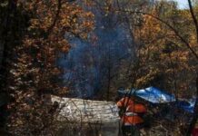 Σπάνιο κυνηγετικό περιστατικό: Κυνηγός δέχτηκε επίθεση από άγριο σμήνος σφήκες