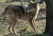 Στιγμές τρόμου για γυναίκα στη Φωκίδα: Πάλεψε με λύκο για 10 λεπτά για να σωθεί