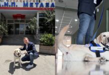 «Έπιασε δουλειά» στο Νοσοκομείο Μεταξά ο πρώτος σκύλος θεραπείας του ΕΣΥ – Εντάσσεται ως σταθερός υγειονομικός «υπάλληλος» ! (φωτο)