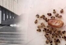 Η επιστήμη το επιβεβαίωσε: Με αυτό το λαχανικό οι κατσαρίδες δεν θα ξαναμπούν σπίτι σας