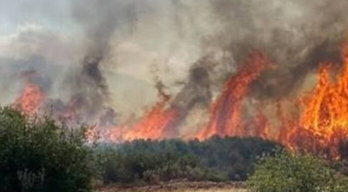 Φωτιές σε Σπάτα, Ακραίφνιο και Θήβα: Ισχυρές δυνάμεις στη μάχη με τις φλόγες