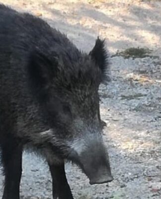 Τραυματίστηκε αστυνομικός έπειτα από σύγκρουση με αγριογούρουνο