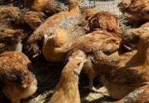 Πλένετε κι εσείς το κοτόπουλο πριν το μαγείρεμα; Μην το ξανακάνετε