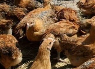Πλένετε κι εσείς το κοτόπουλο πριν το μαγείρεμα; Μην το ξανακάνετε