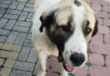 Πώς να αντιδράσουμε αν μας επιτεθεί ένας άγνωστος σκύλος;