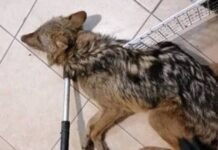 Τσακάλι επιτέθηκε σε 4χρονη σε αυλή ταβέρνας