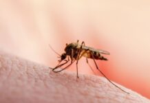 Συναγερμός: Κρούσμα ιού Δυτικού Νείλου και στον Πειραιά – Ραγδαία αύξηση κρουσμάτων