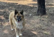 Σκύλος επιτέθηκε και δάγκωσε 9χρονο